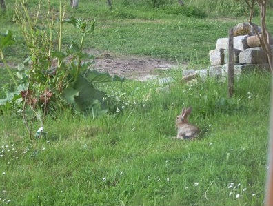 les lapins de garenne