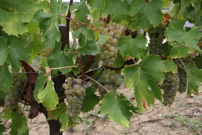 le sémillon, raisin blanc