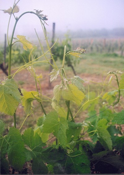 nouvelle plantation