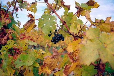 2016-vigne-verjus