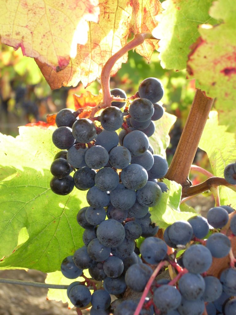 grappe cabernet sauvignon