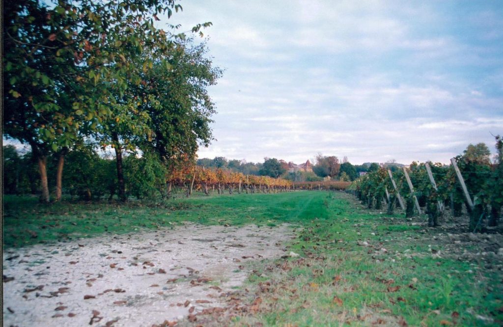 vue sur la vigne